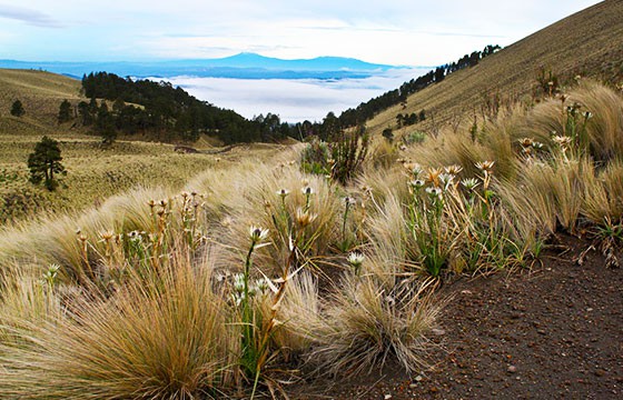 Tlalmanalco