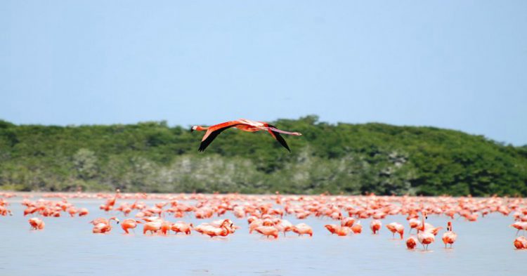 Flamingos en Celestún